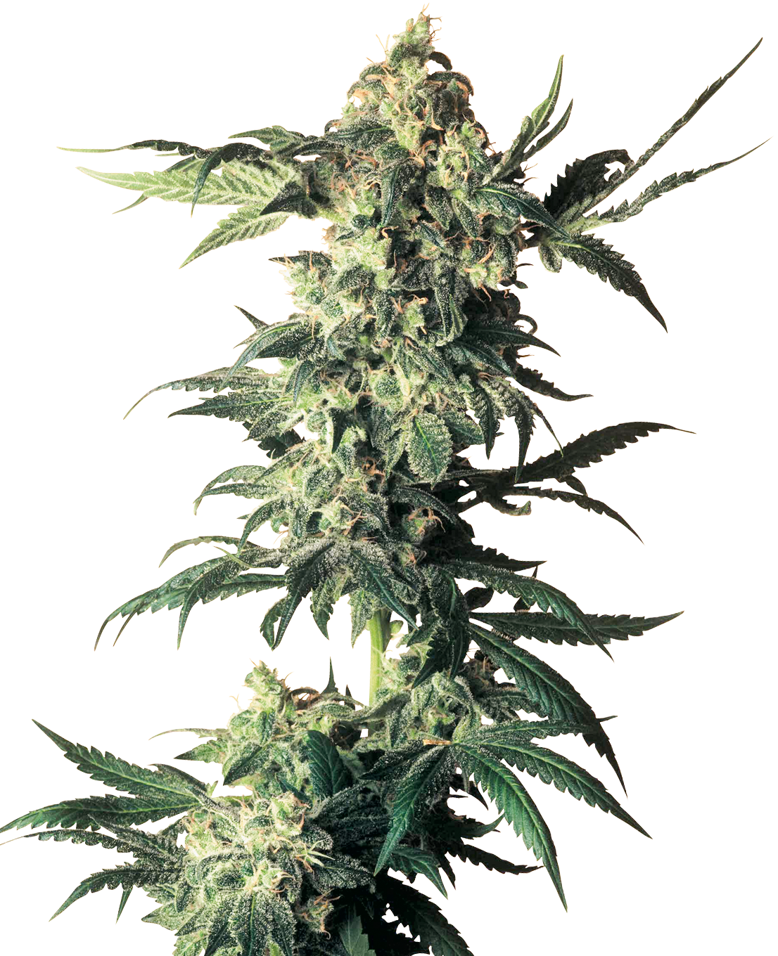 Northern Lights Feminized